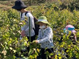 天空の里山でコットン収穫とワークショップ IN いわき