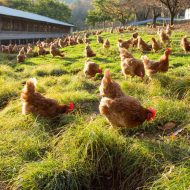 産直連続講座「卵編・黒富士農場」IN いわき